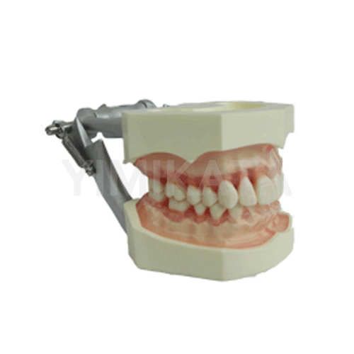 Modelo de enseñanza, Consumibles dentales, material dental, clinica dental, dent